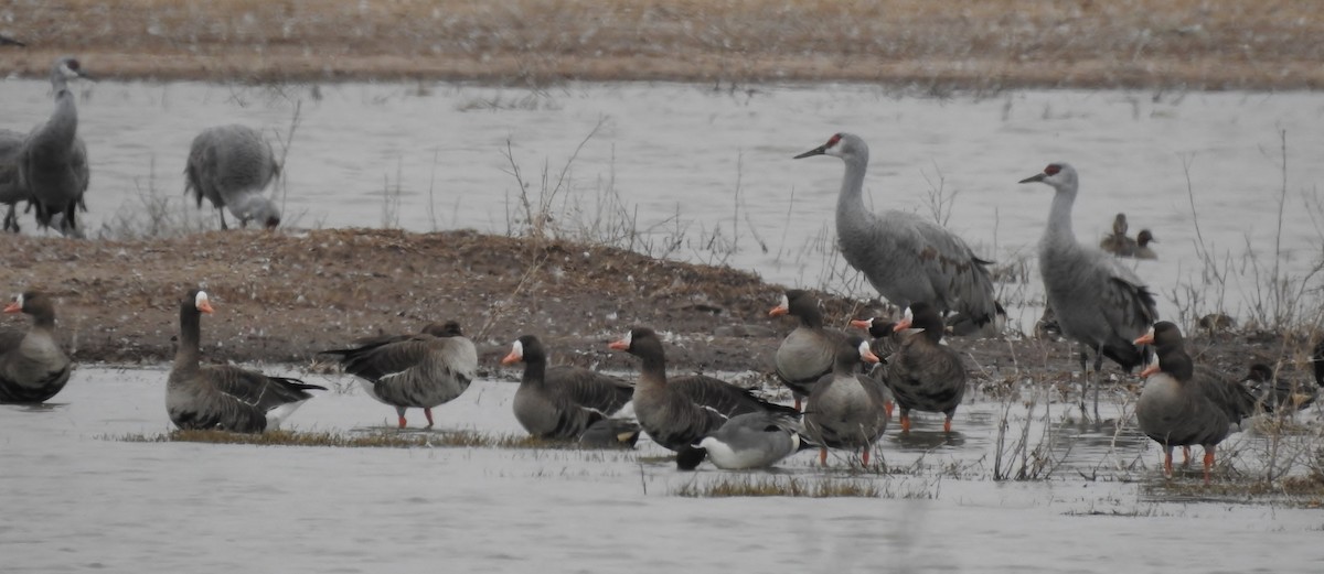 Greater White-fronted Goose (Western) - ML140015671