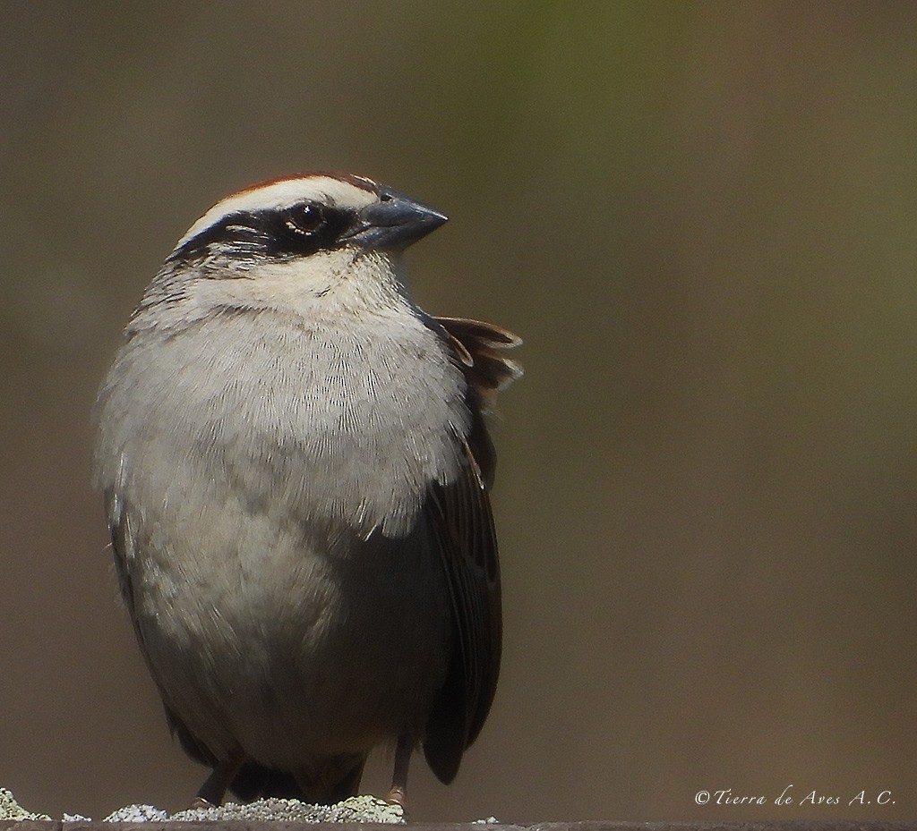 Striped Sparrow - ML140015681