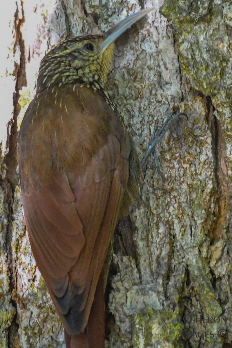 Spot-crowned Woodcreeper - ML140015701