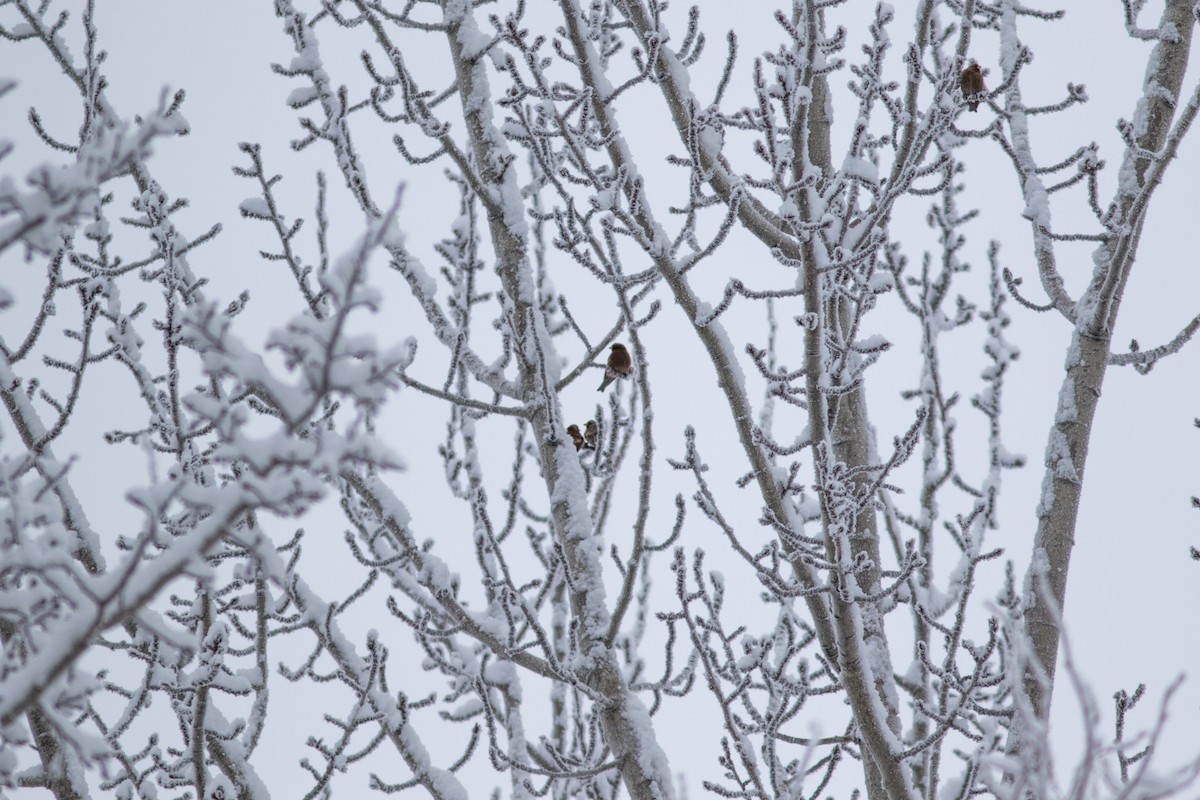 Gray-crowned Rosy-Finch - ML140016471