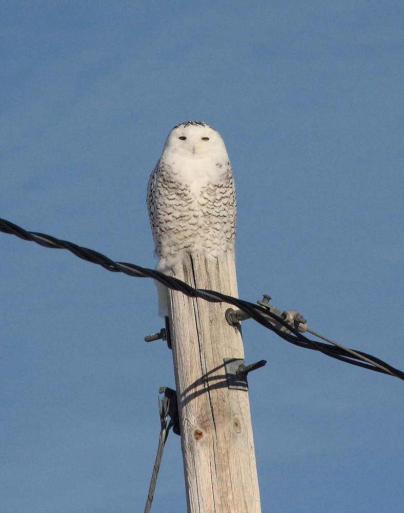 Snowy Owl - ML140016941