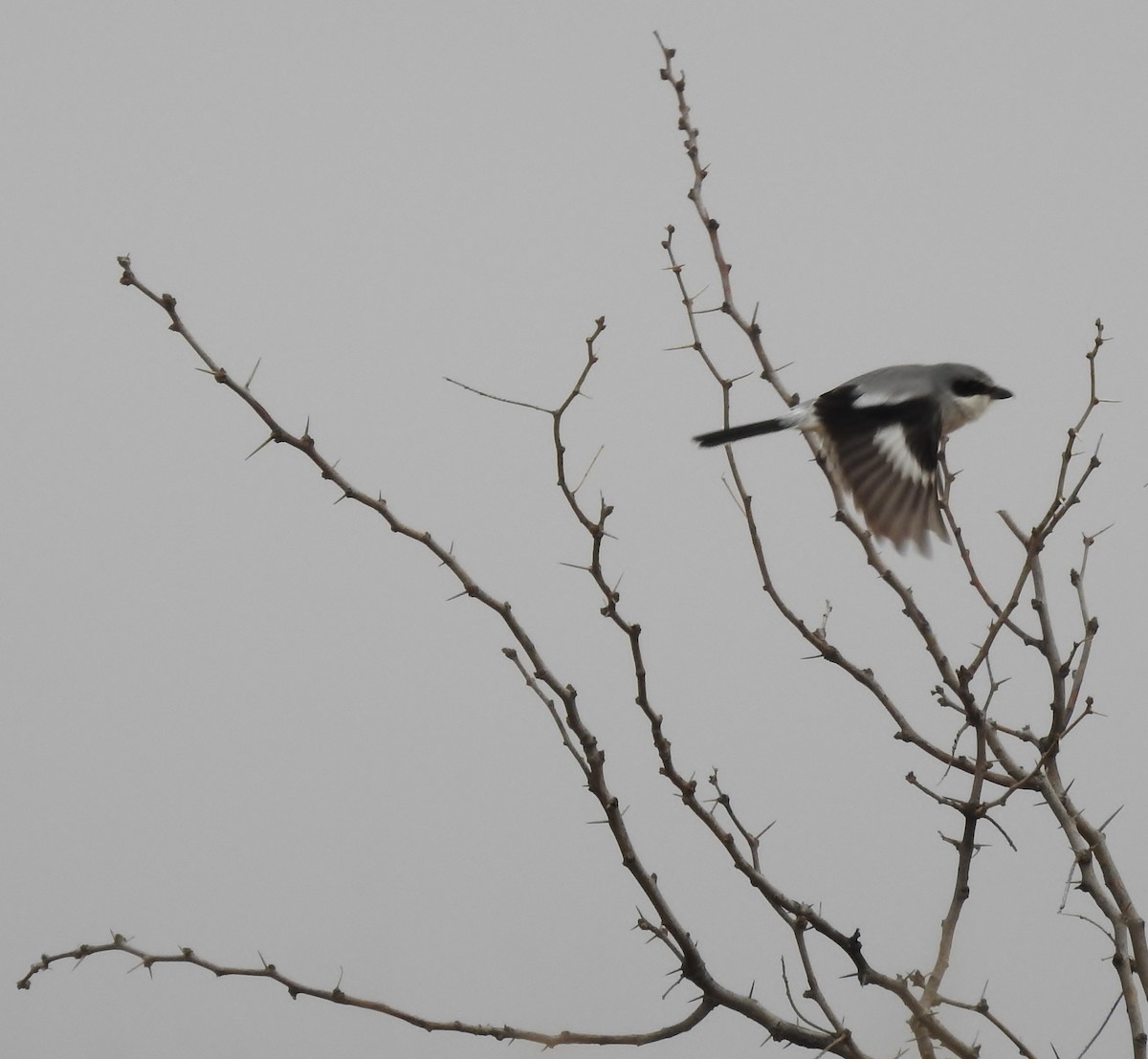 Loggerhead Shrike - ML140016971