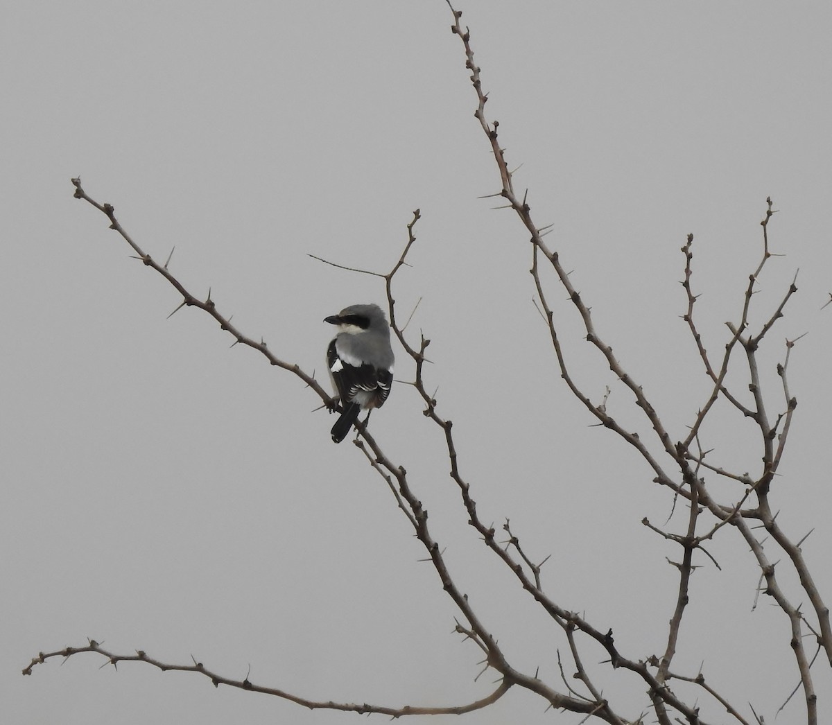 Loggerhead Shrike - ML140017091