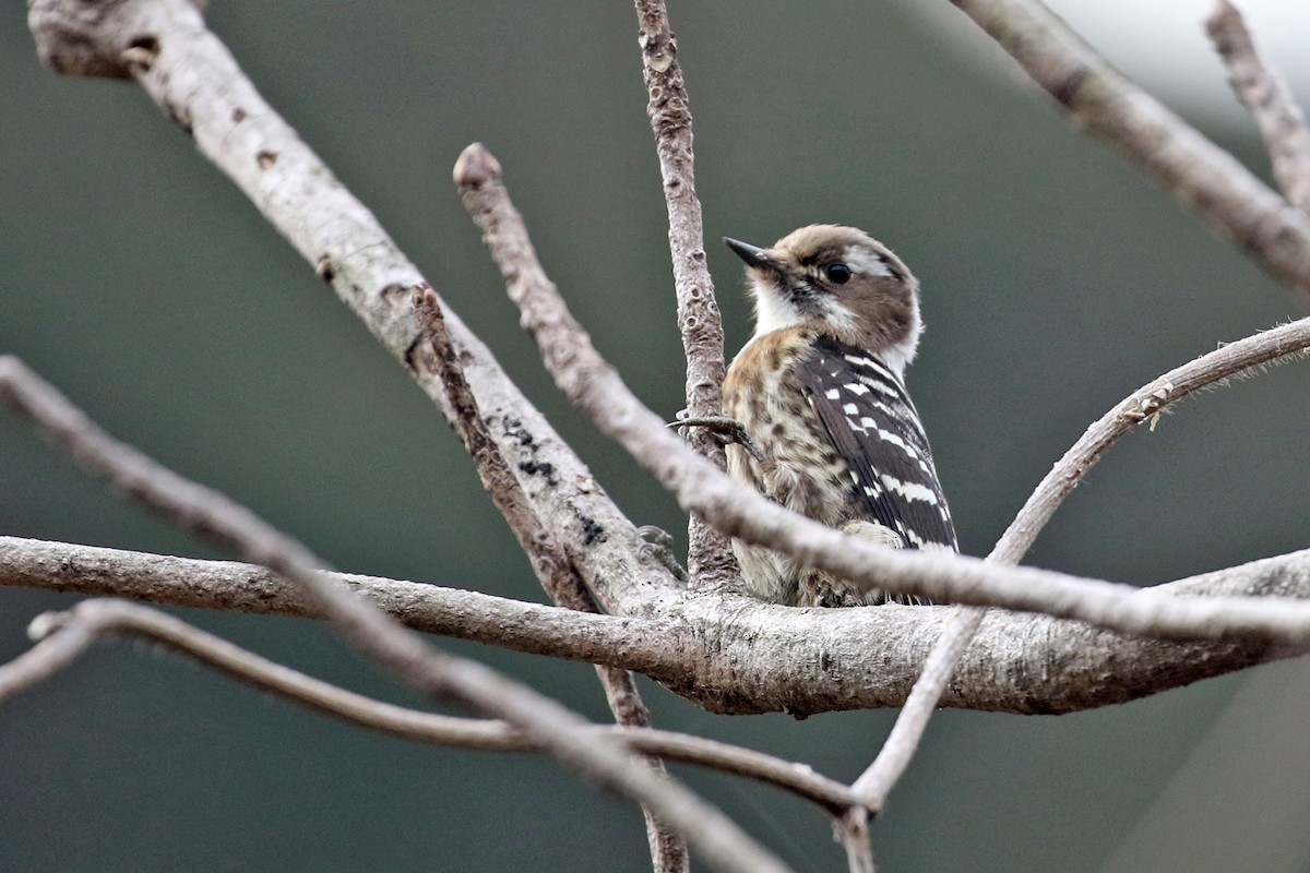Japanese Pygmy Woodpecker - ML140017821