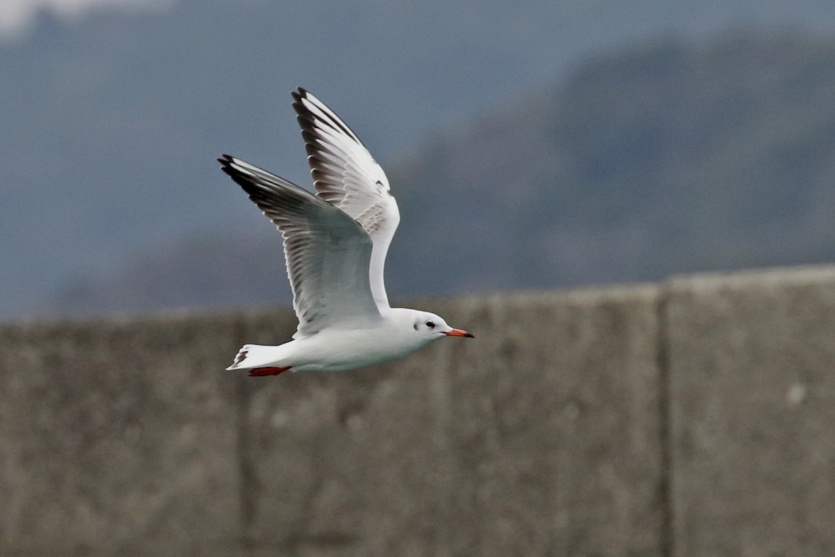 Mouette rieuse - ML140018081