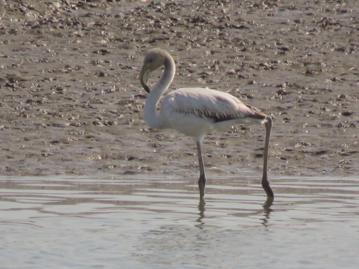 Greater Flamingo - ML140018431