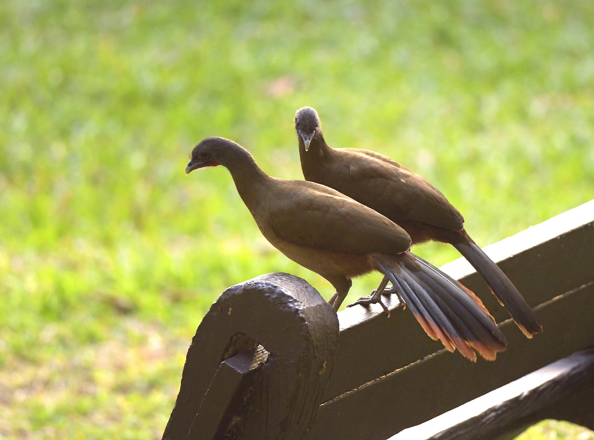 Rufous-vented Chachalaca (Rufous-tipped) - ML140019281