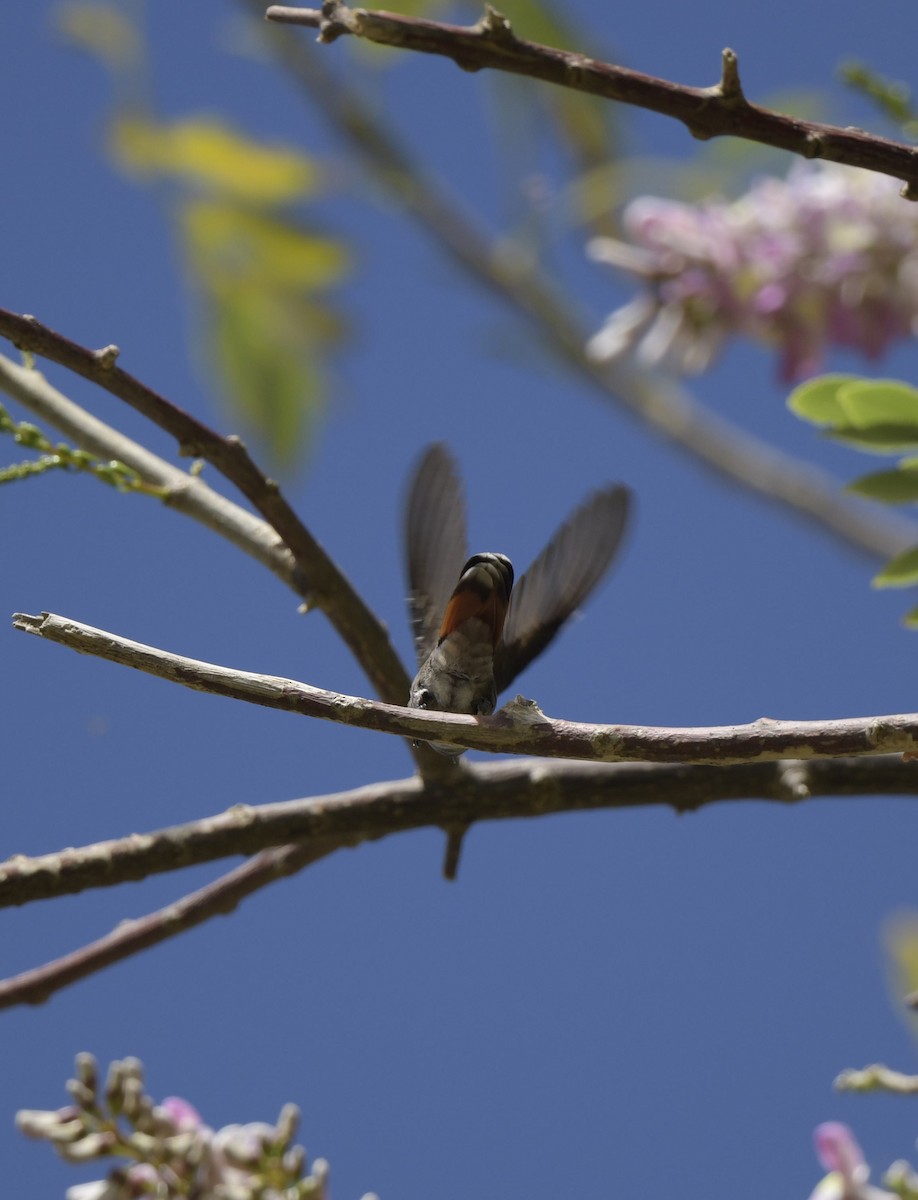 kolibřík červenohlavý - ML140019581