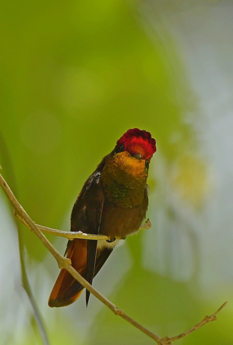 Ruby-topaz Hummingbird - ML140019711