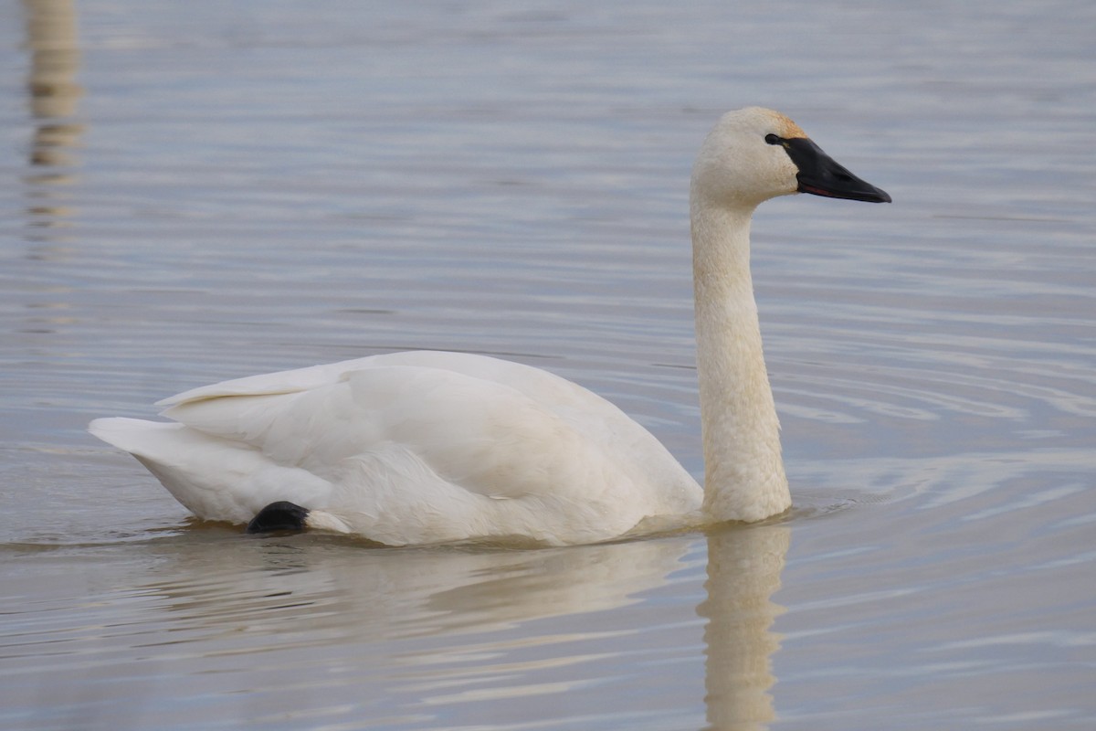 Tundra Swan - ML140020251