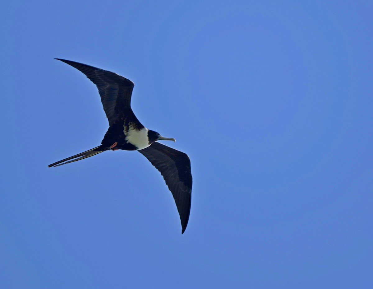 Magnificent Frigatebird - ML140020261