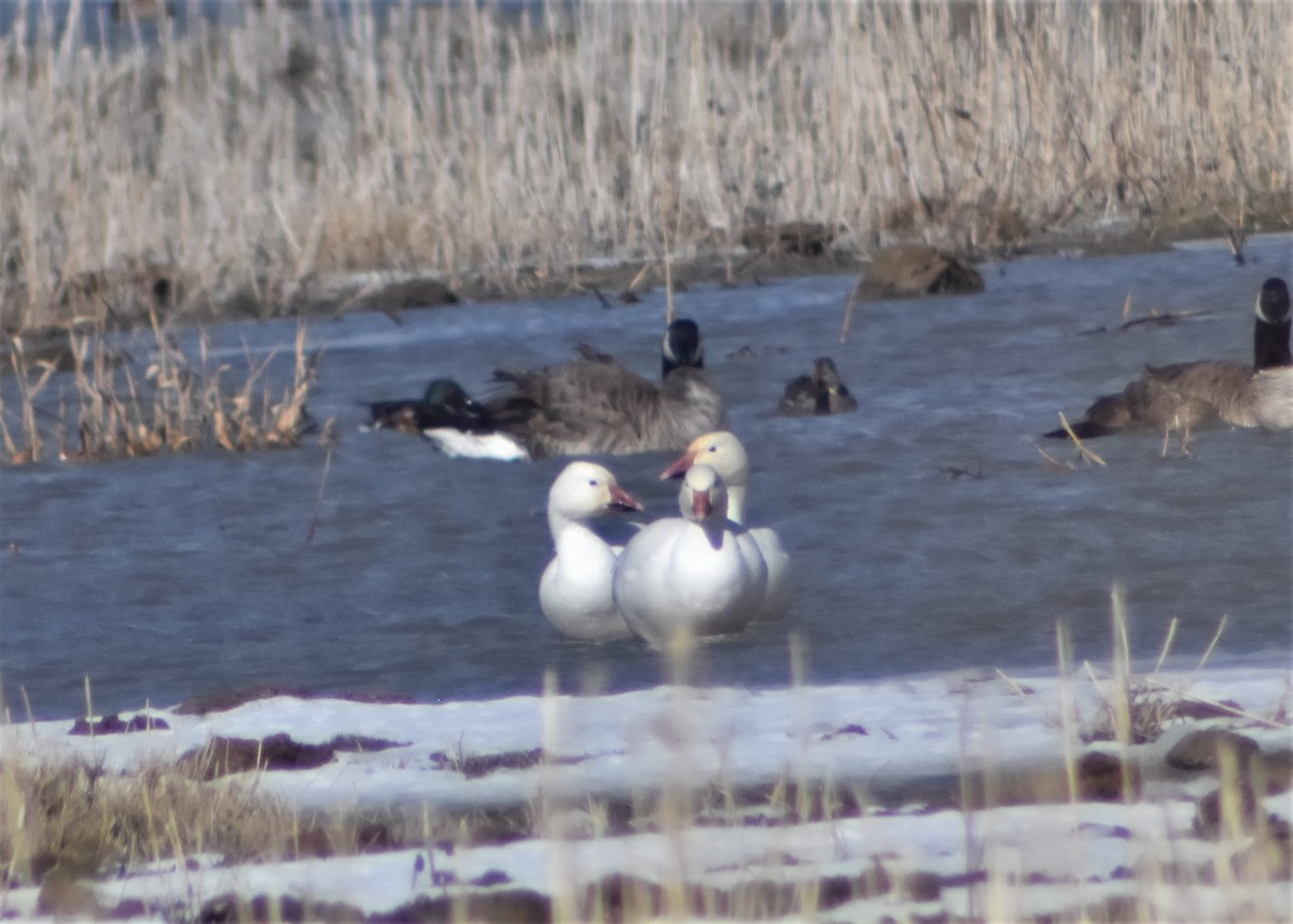 Oie des neiges - ML140020731