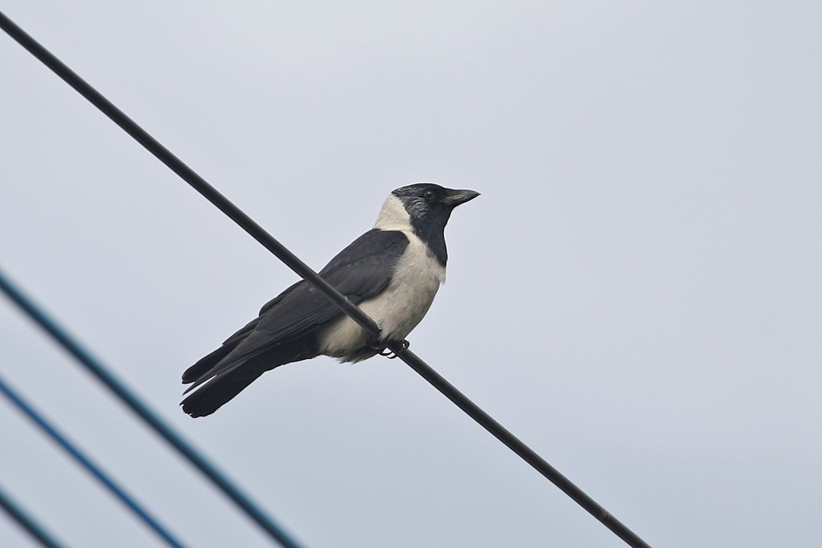 Daurian Jackdaw - ML140020951