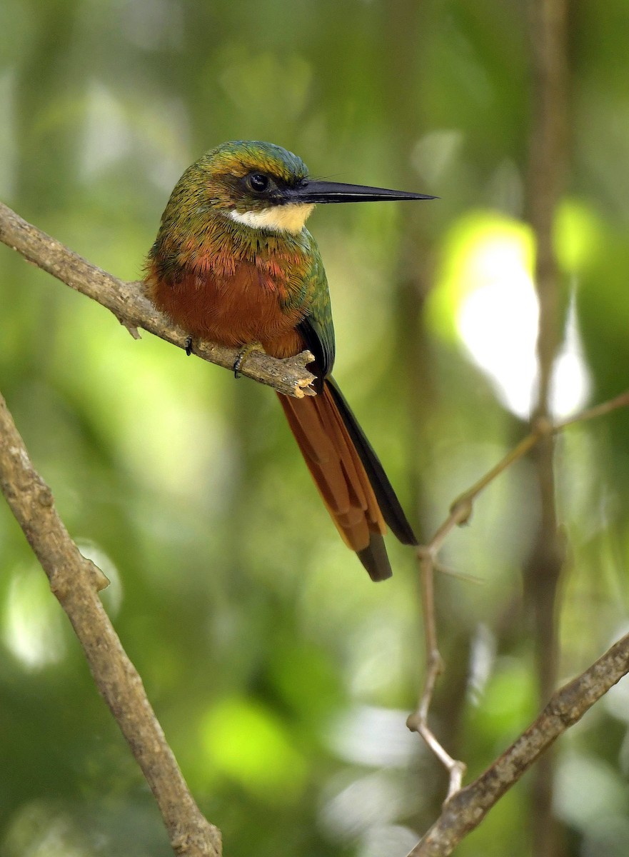 Rufous-tailed Jacamar (Rufous-tailed) - ML140021051