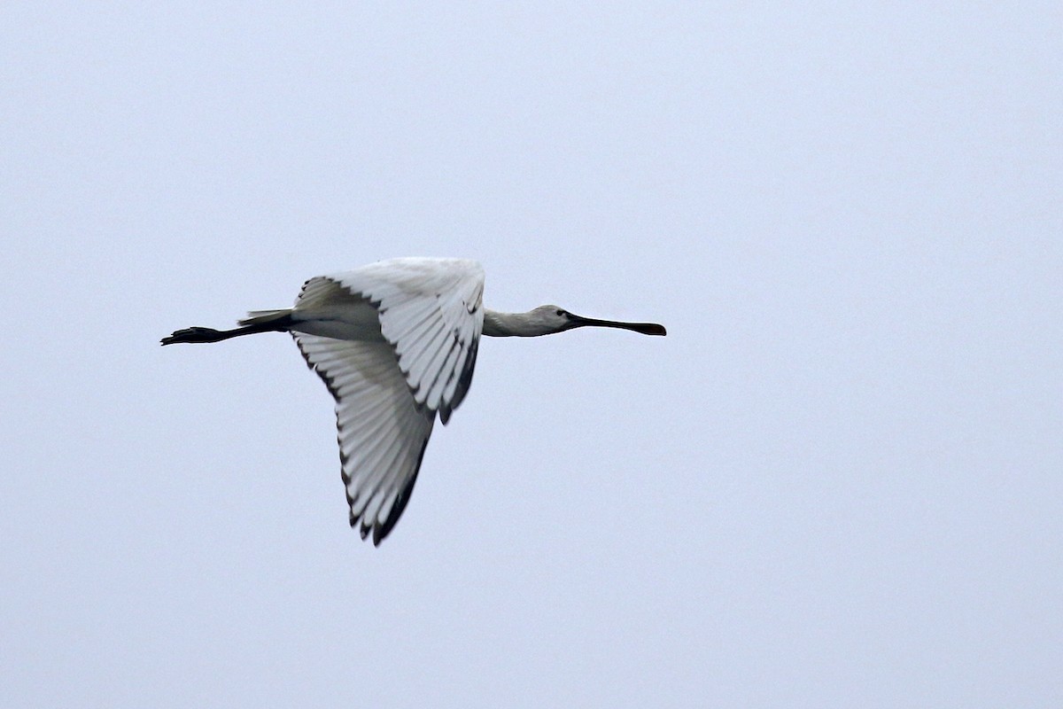 Eurasian Spoonbill - ML140021281