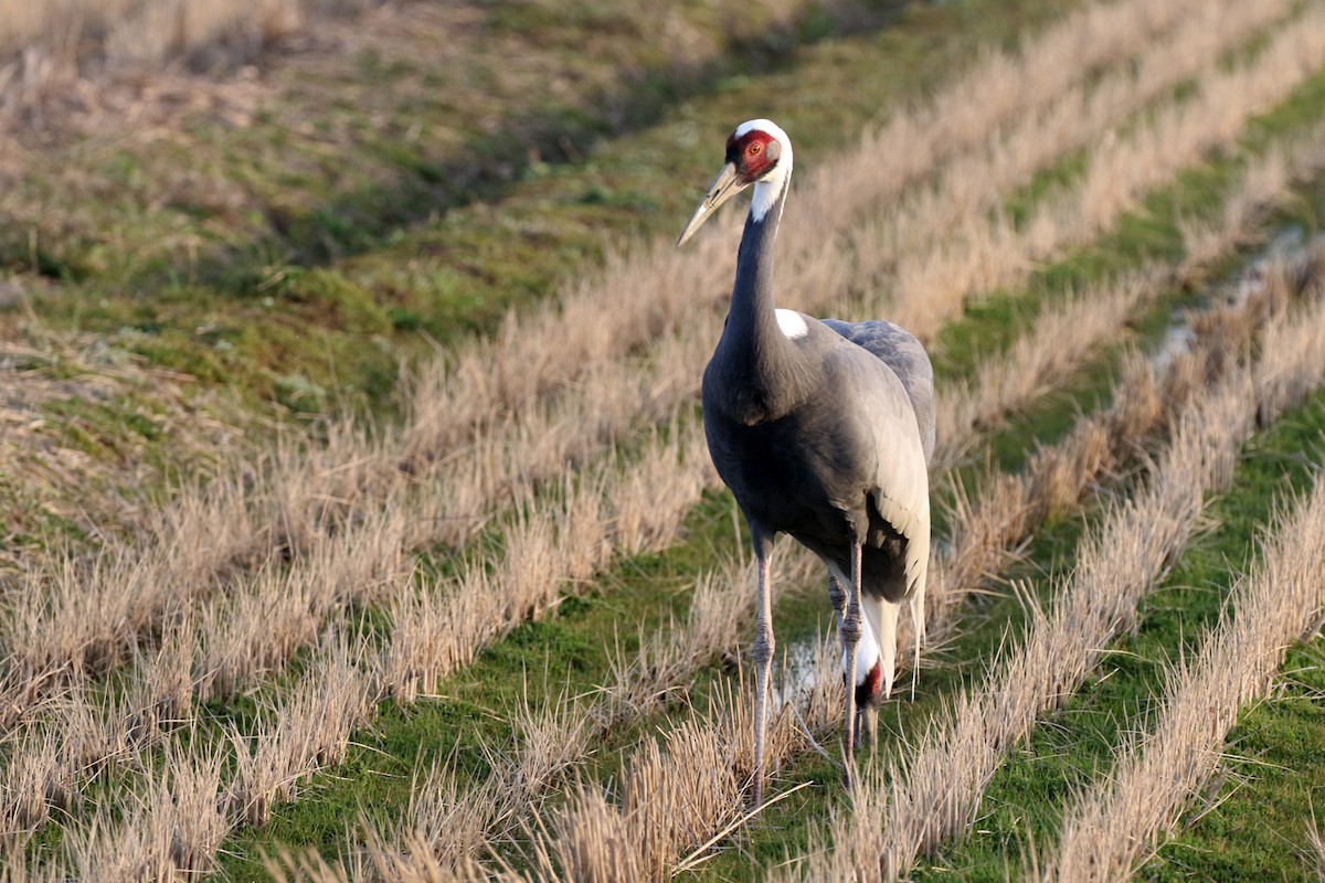 Grulla Cuelliblanca - ML140021531