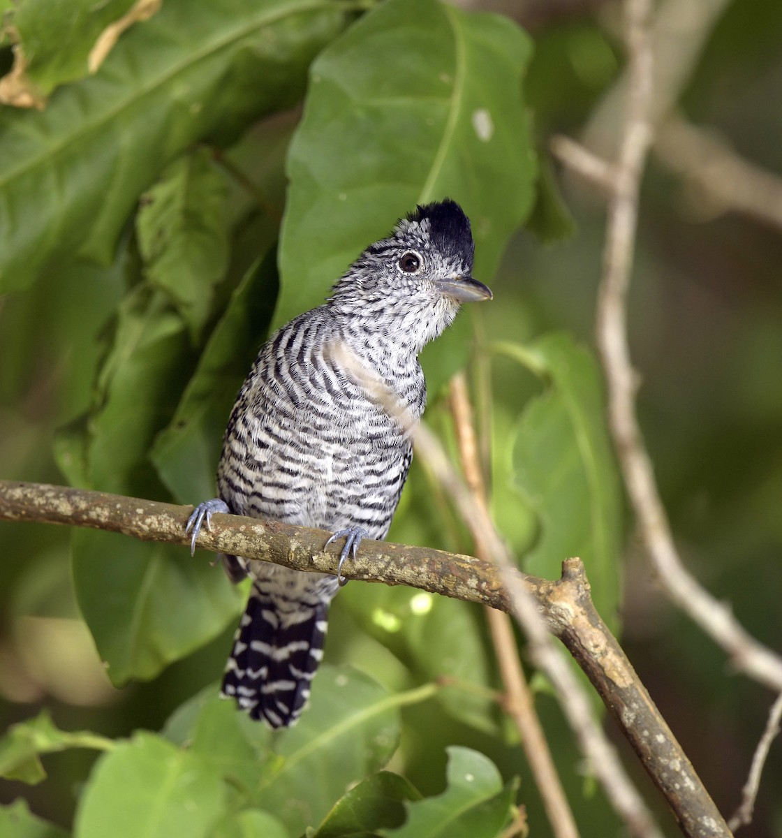 Barred Antshrike - ML140021661