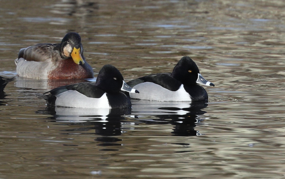 Ring-necked Duck - Henry Zimberlin