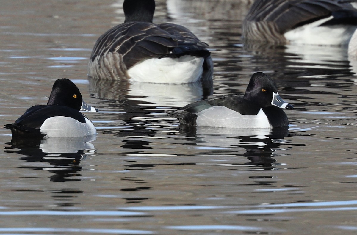 Ring-necked Duck - ML140021881