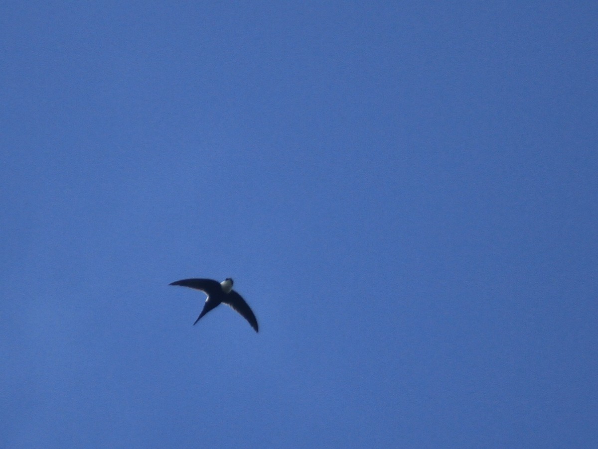 Lesser Swallow-tailed Swift - ML140022401