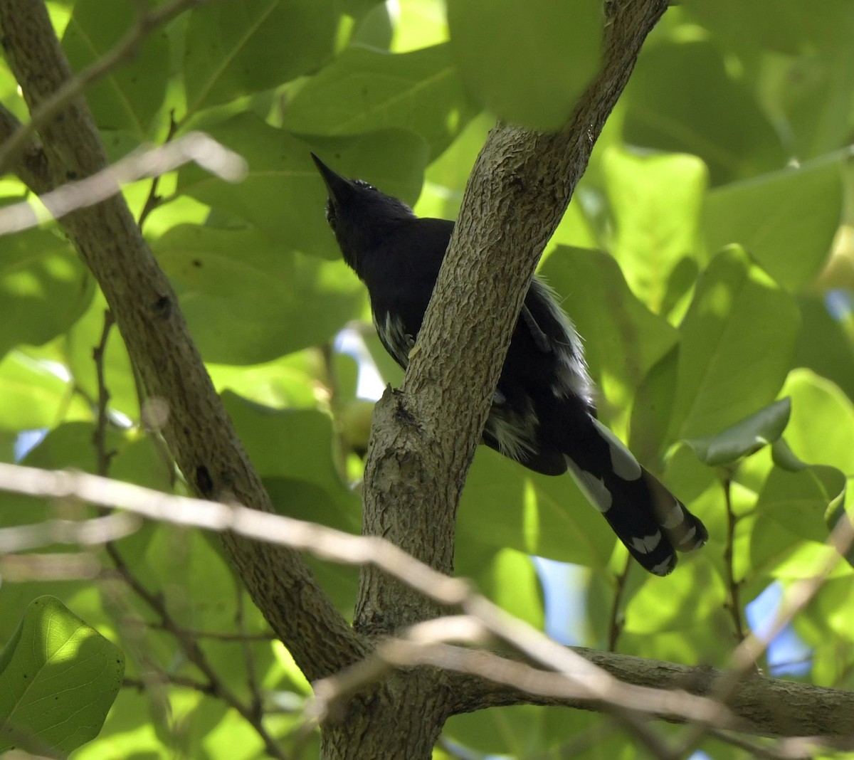 Northern White-fringed Antwren - ML140022491