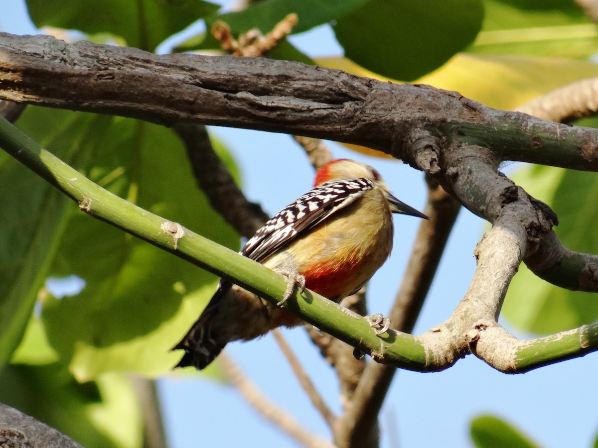 Red-crowned Woodpecker - ML140022611