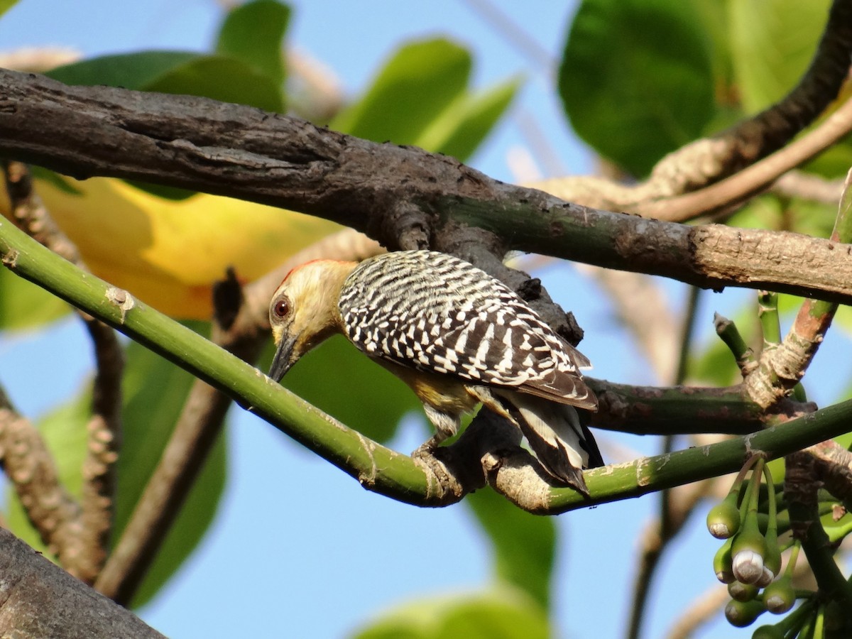 Red-crowned Woodpecker - Pablo Bedrossian