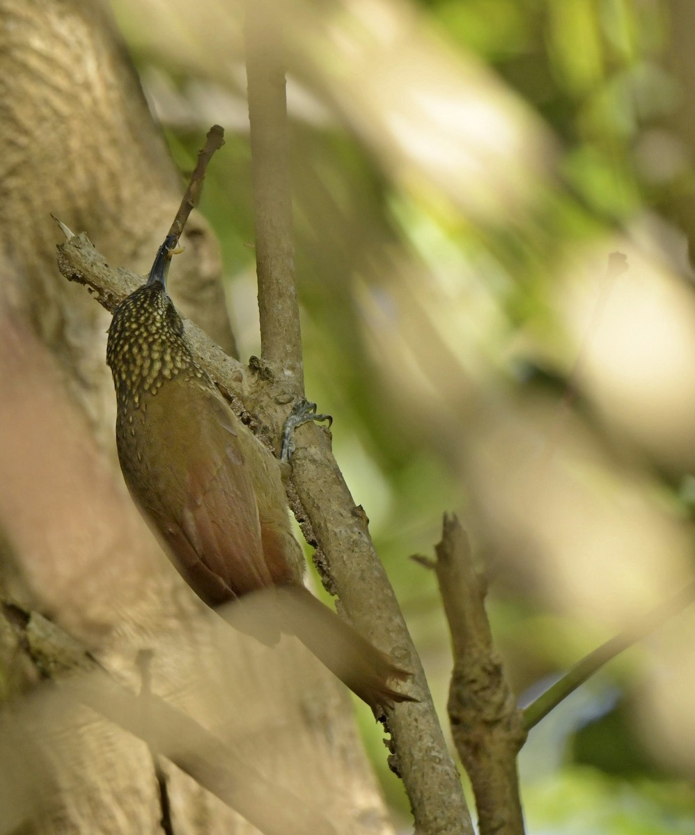 Cocoa Woodcreeper - ML140023061