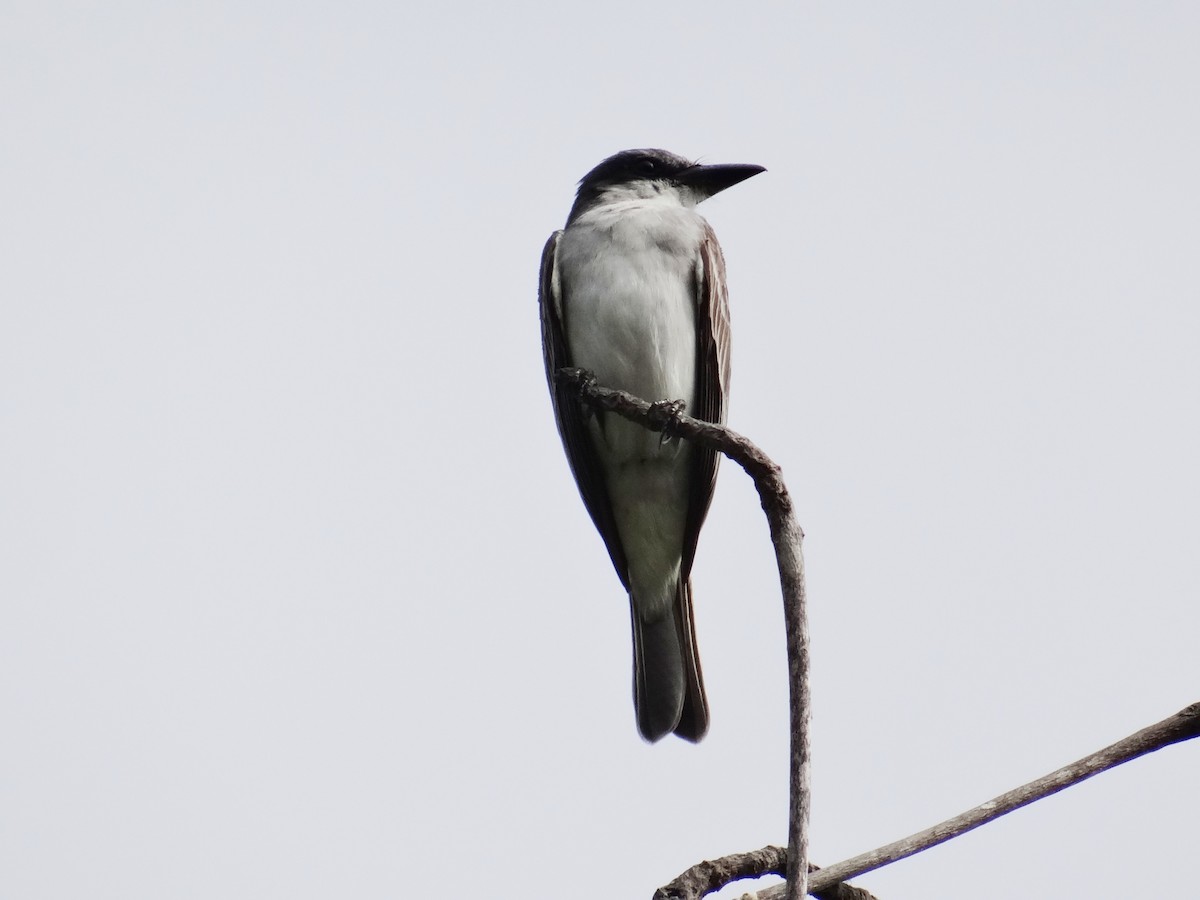 Gray Kingbird - ML140023181