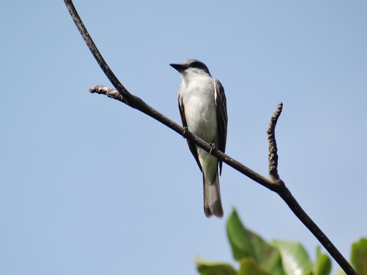 Gray Kingbird - ML140023261