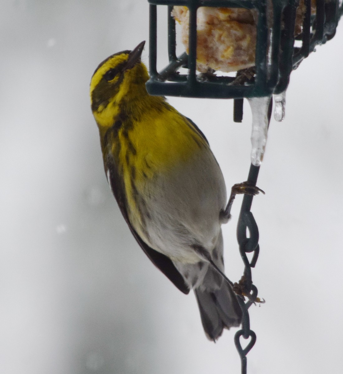 Townsend's Warbler - ML140024961