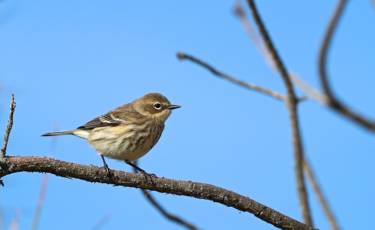 キヅタアメリカムシクイ（coronata） - ML140026121