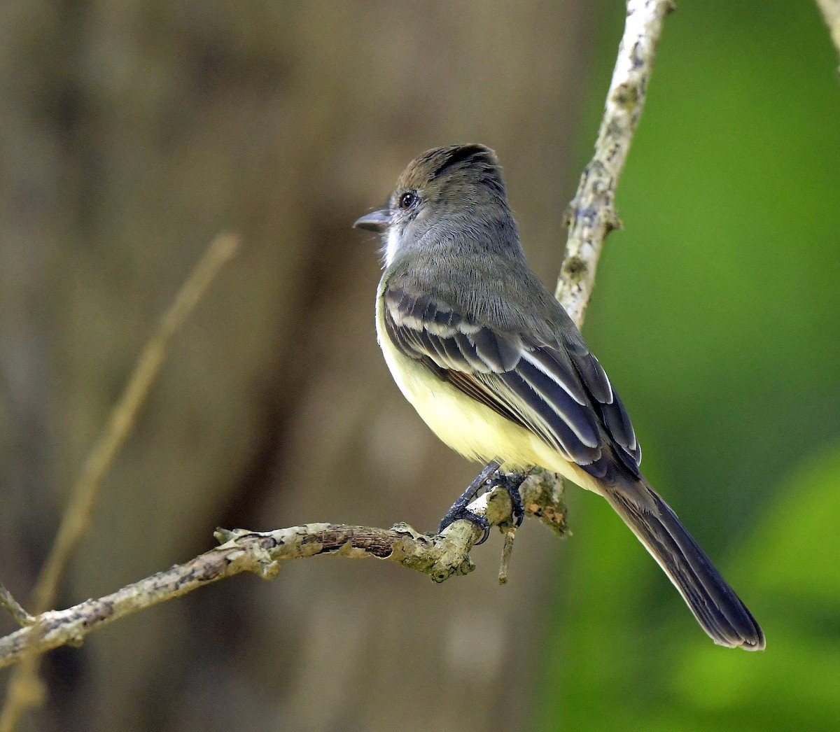 Brown-crested Flycatcher - ML140027101