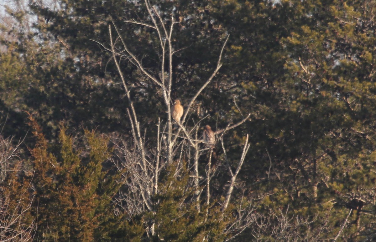 Red-shouldered Hawk - ML140027651