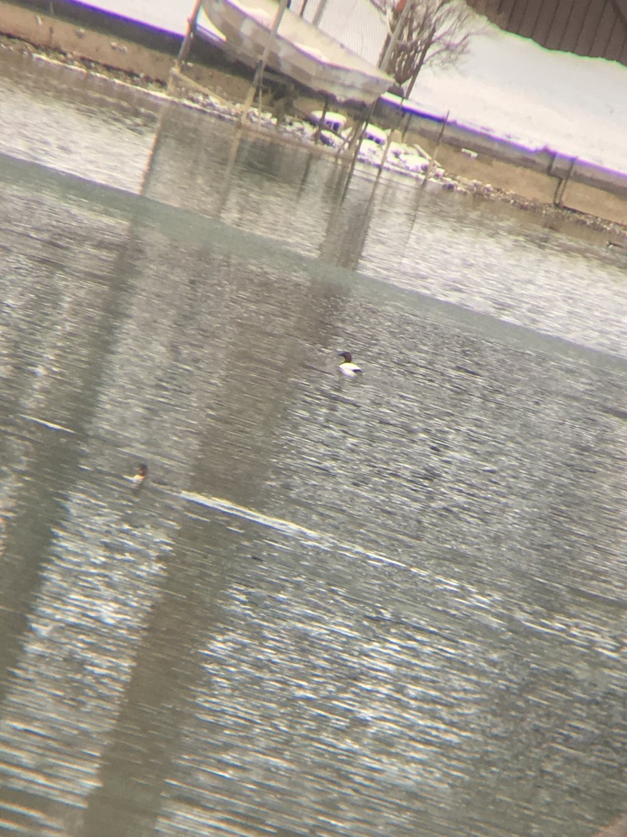 Canvasback - ML140027801