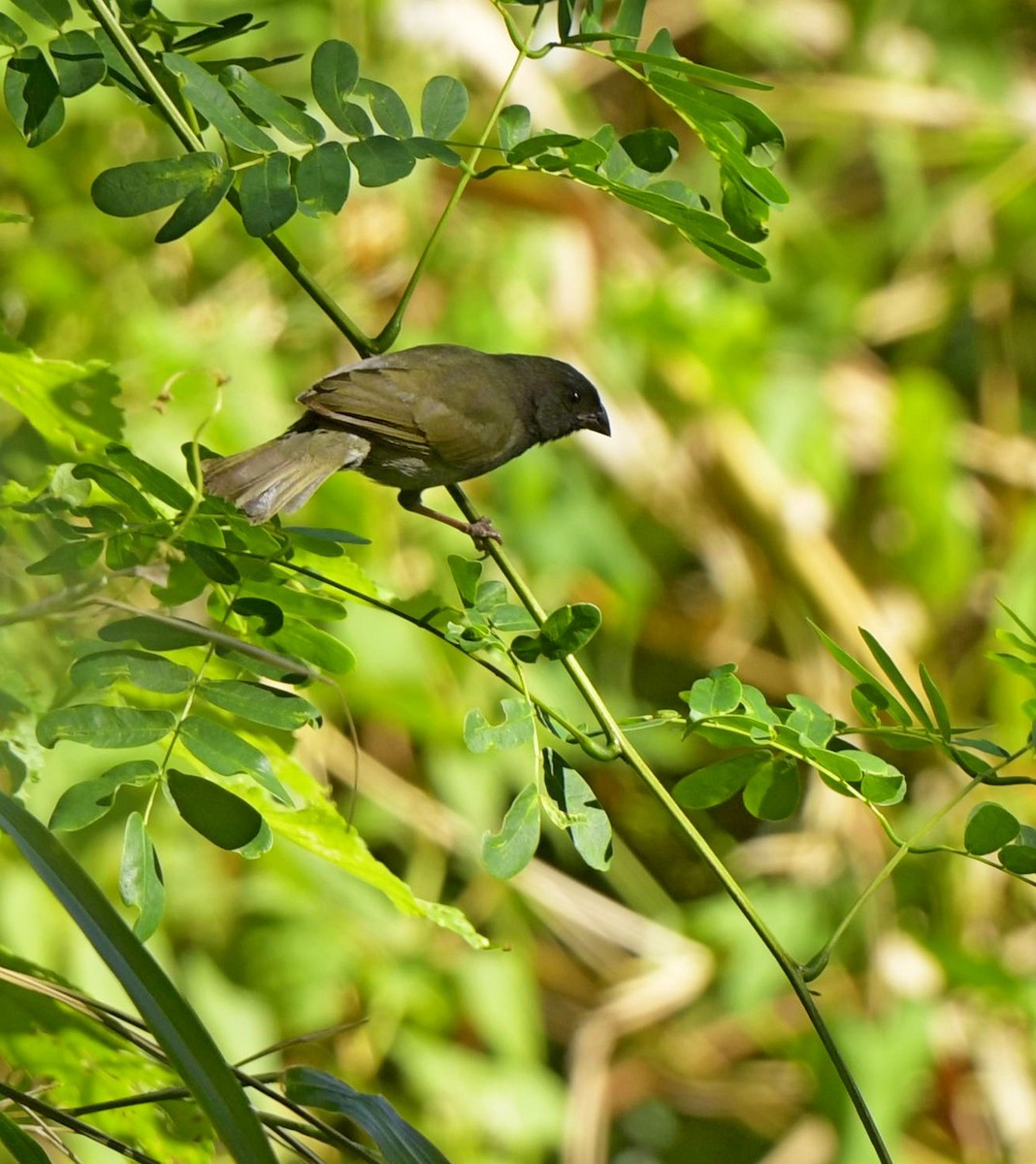 Black-faced Grassquit - ML140027851