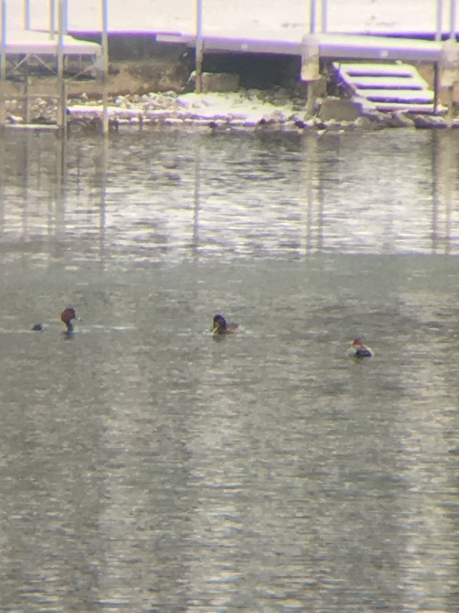 Redhead - ML140027951