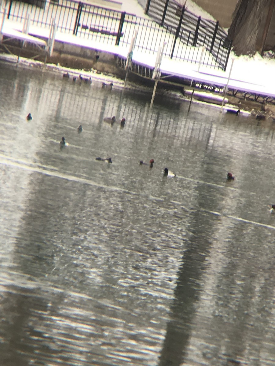 Redhead - ML140028001