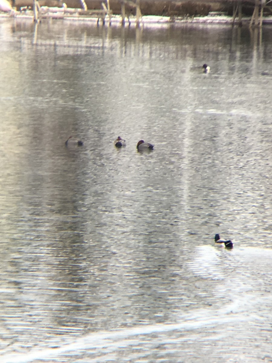 Redhead - ML140028011