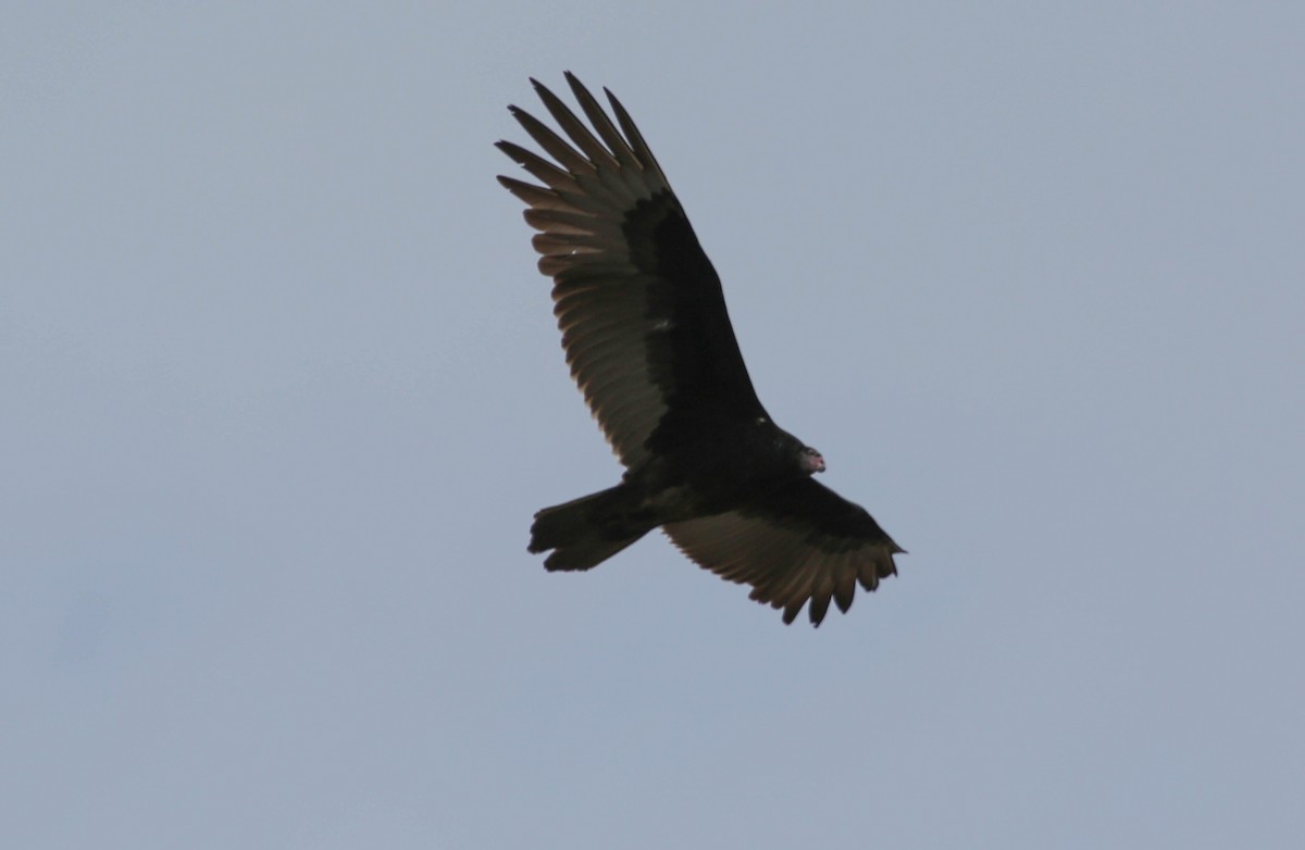 Turkey Vulture - ML140028051