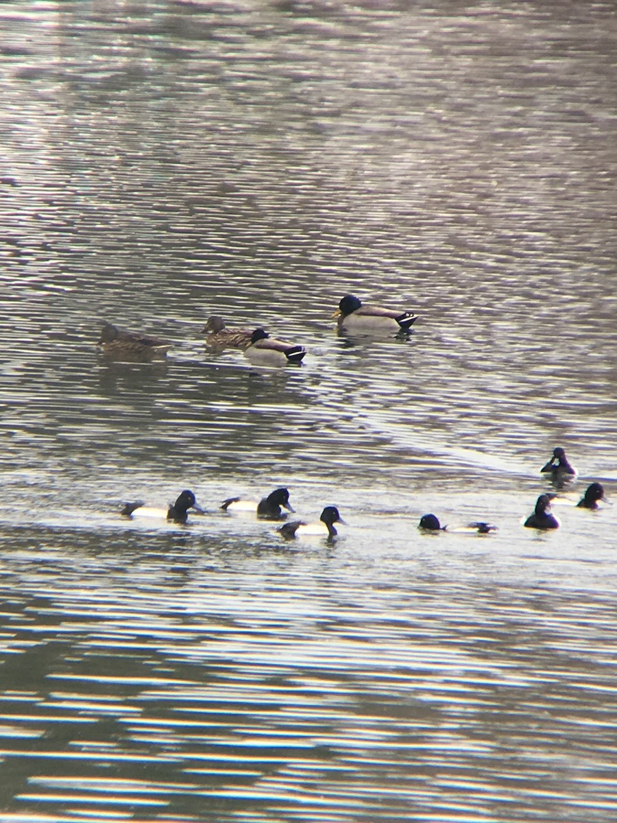 Lesser Scaup - ML140028071