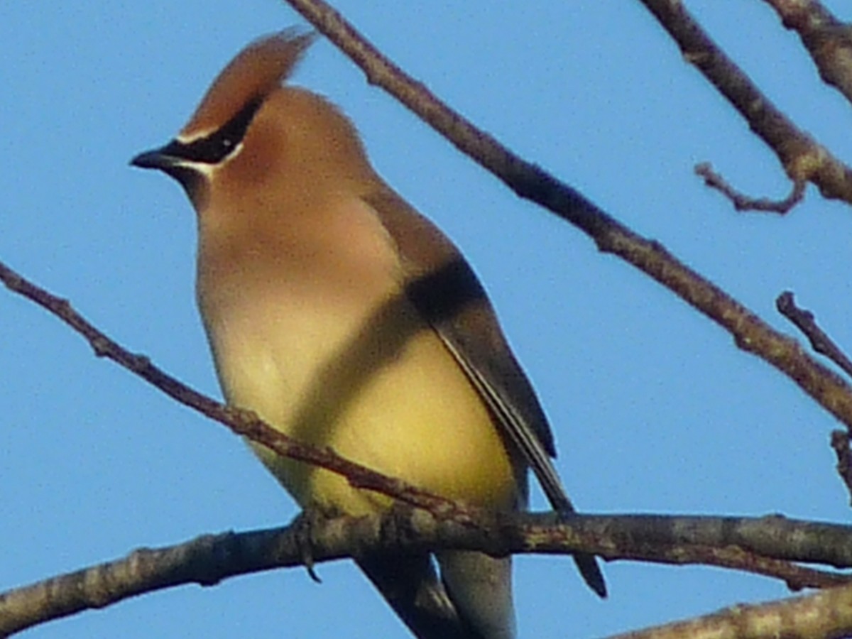 Cedar Waxwing - ML140028541