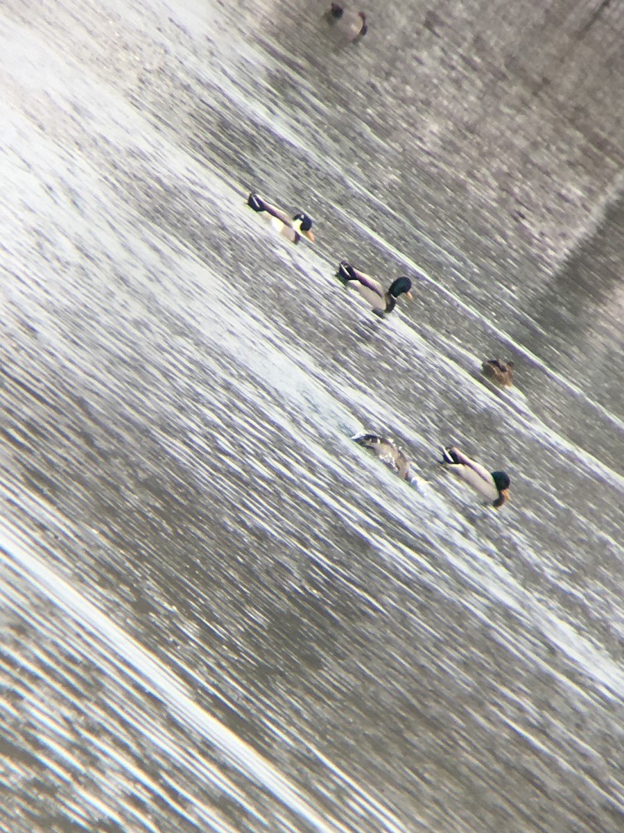 Mallard - ML140029851