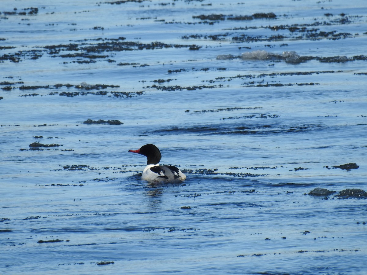 Common Merganser - Jean W. Côté