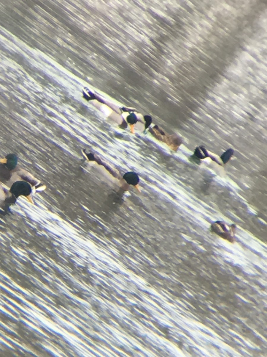 Mallard - ML140030221