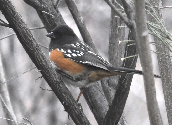 Spotted Towhee - ML140030771