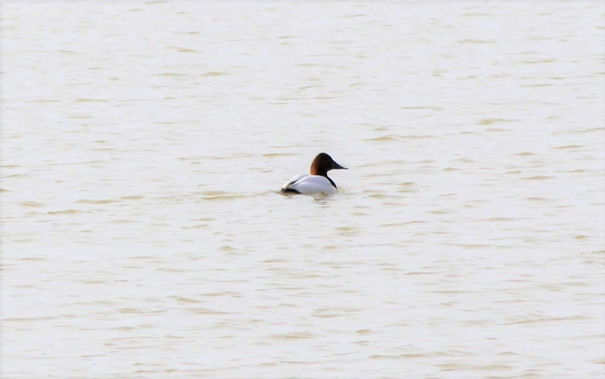 Canvasback - Elijah Askin