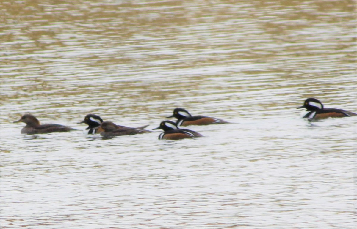 Hooded Merganser - ML140032401