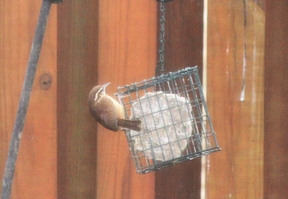 Carolina Wren - ML140032791