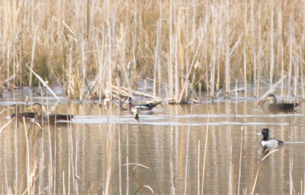 Wood Duck - ML140033461